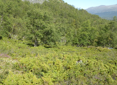 Foto av intermediære boreal lyng- og lavhei