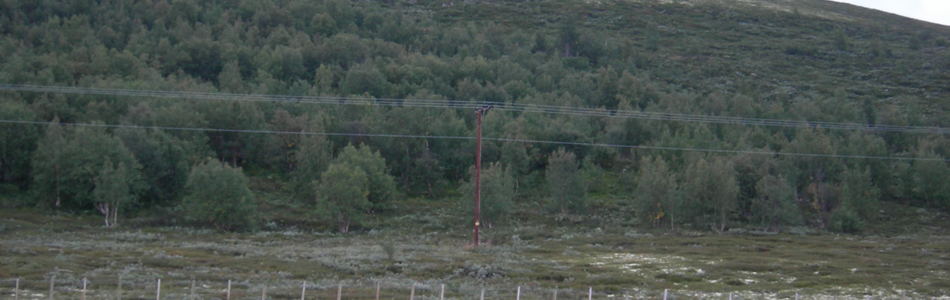 Foto av kalkfattig boreal lavhei