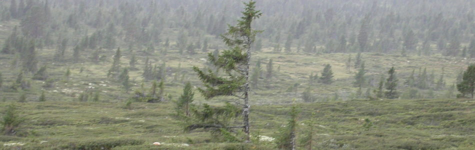 Foto av kalkfattig boreal lynghei
