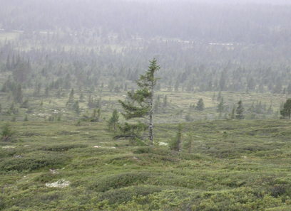 Foto av kalkfattige boreale lyng- og lavheier