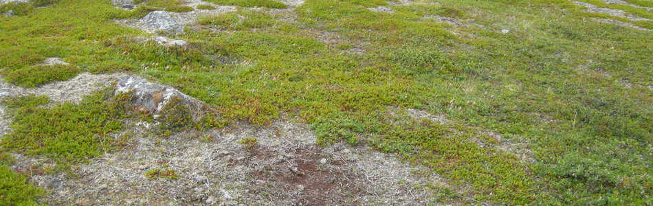 Foto av svakt kalkrik boreal lynghei
