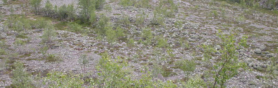 Foto av fjellhei-initialer