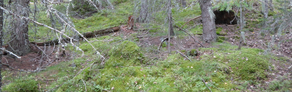 Foto av blåbærskog