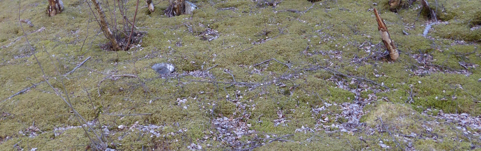 Foto av bærlyngskog