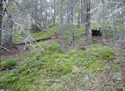 Foto av blåbær- og bærlyngskoger
