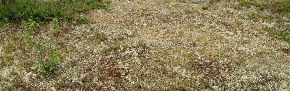 Foto av lavskog