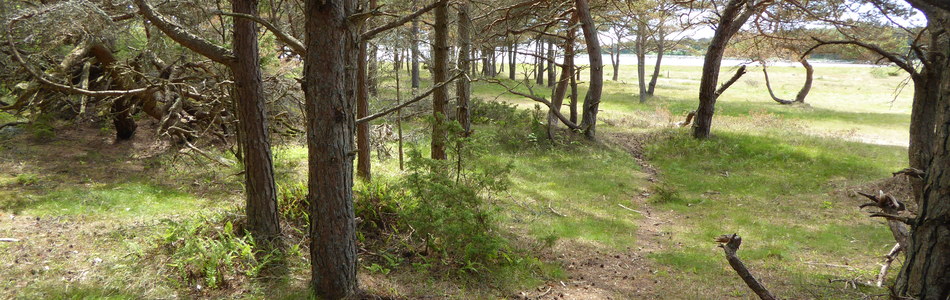 Foto av lyngskog