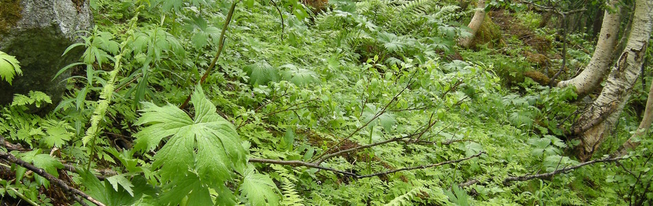 Foto av storbregneskog