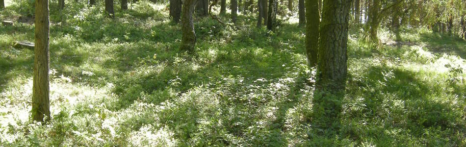 Foto av svak bærlyng-lågurtskog
