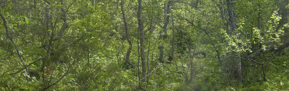 Foto av svak lågurtskog