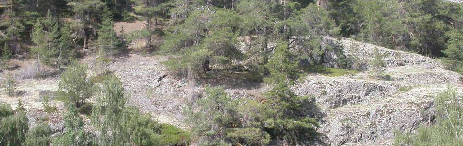 Foto av lav-lågurtskog