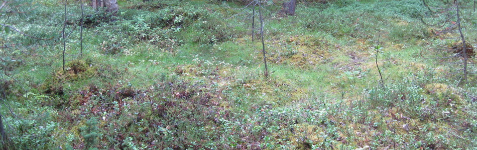 Foto av lyng-lågurtskog