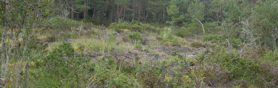 Foto av tørkeutsatt høgstaudeskog