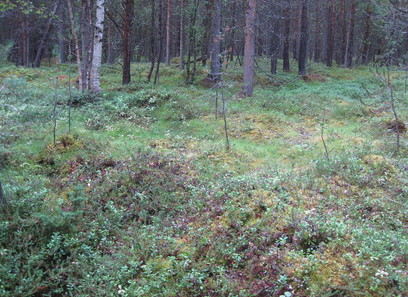 Foto av tørkeutsatte lågurtskoger