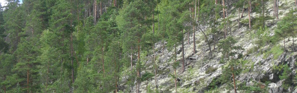 Foto av svak lav-lågurtskog