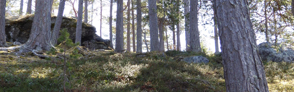 Foto av svak lyng-lågurtskog