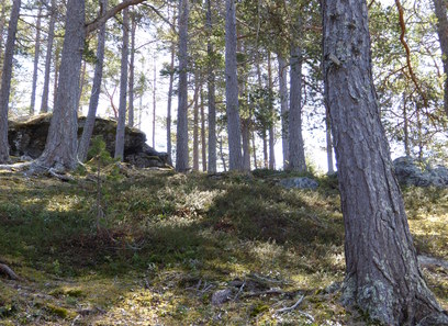 Foto av tørkeutsatte svake lågurtskoger