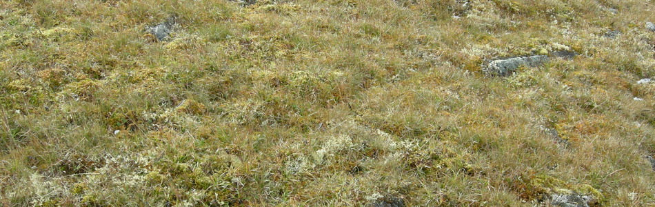 Foto av kalkfattig og intermediær fjellgrashei
