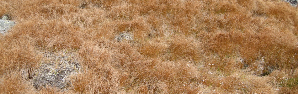 Foto av kalkfattig og intermediært grassnøleie