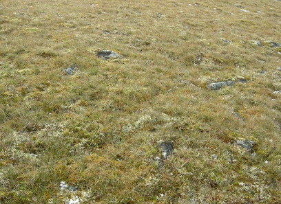 Foto av kalkfattige og intermediære fjellgrasheier og grassnøleier