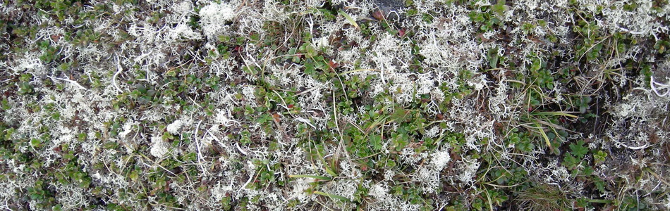 Foto av kalkrik fjellgrashei