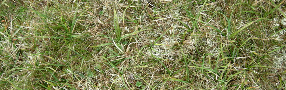Foto av kalkrikt grassnøleie