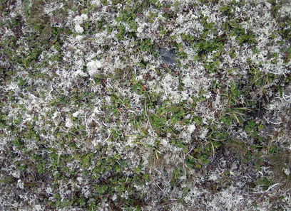 Foto av kalkrike fjellgrasheier og grassnøleier