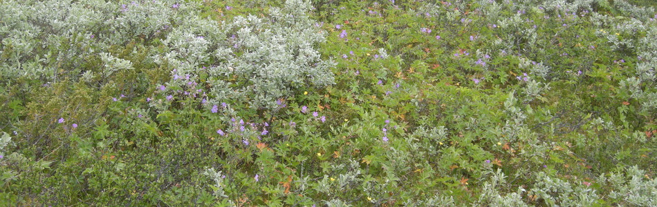 Foto av intermediær leside