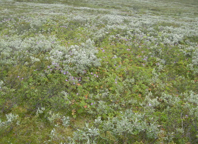 Foto av intermediær leside