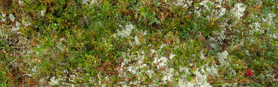 Foto av intermediær fjell-lynghei
