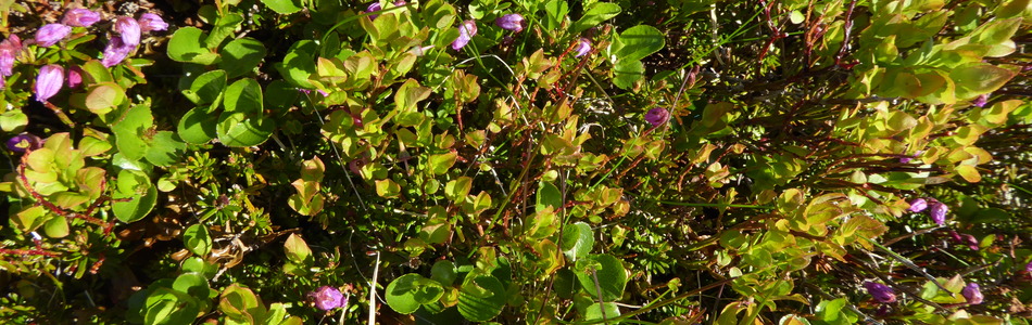 Foto av kalkfattig leside