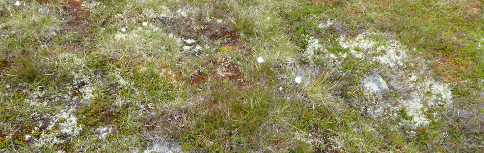 Foto av kalkfattig fjell-lavhei