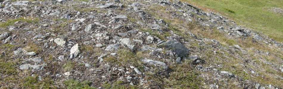 Foto av svakt kalkrik fjell-lynghei