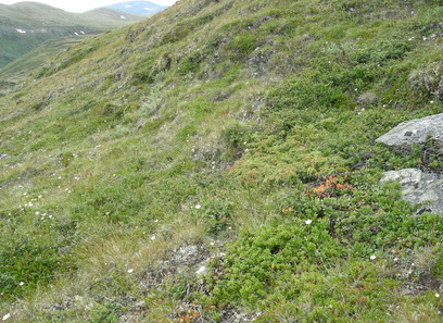 Foto av svært kalkrike fjell-lyng- og lavheier