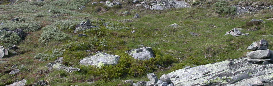 Foto av fjellhei, leside og tundra