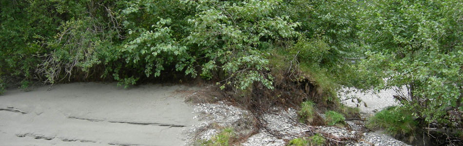 Foto av erosjonspreget flomskogsmark