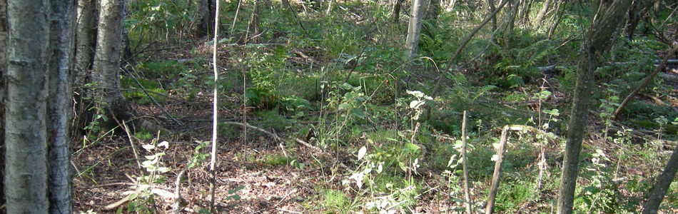 Foto av flomskogsmark