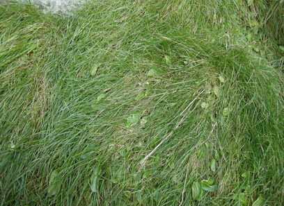 Foto av fuglefjellenger