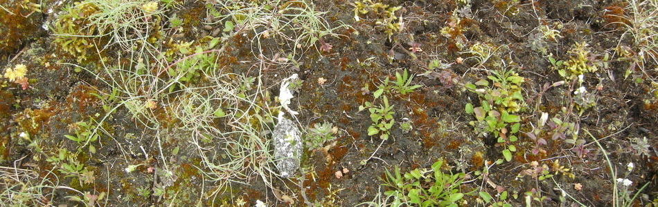 Foto av fugletopp