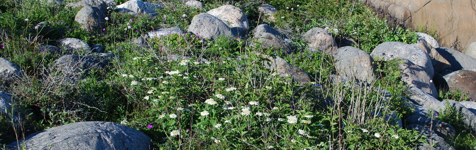 Foto av stein- og grusstrender og strandlinjer i etablerings- og konsolideringsfase på epilitoral fastmark