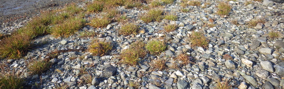 Foto av stein- og grusstrender og strandlinjer i pionérfase i supralitoral