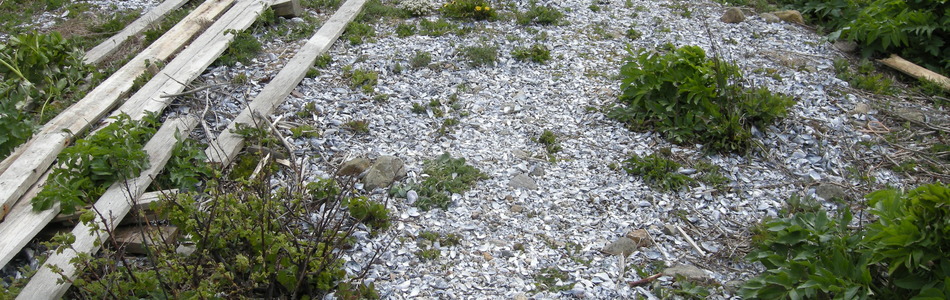 Foto av øvre skjellsandstrand med pionervegetasjon