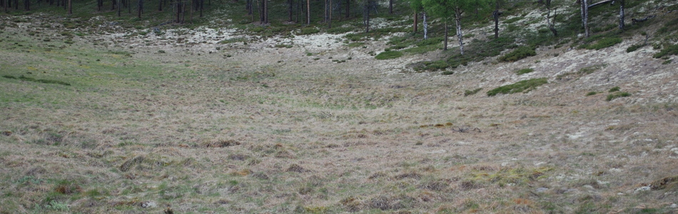 Foto av kalkfattig og intermediær isinnfrysingsmark
