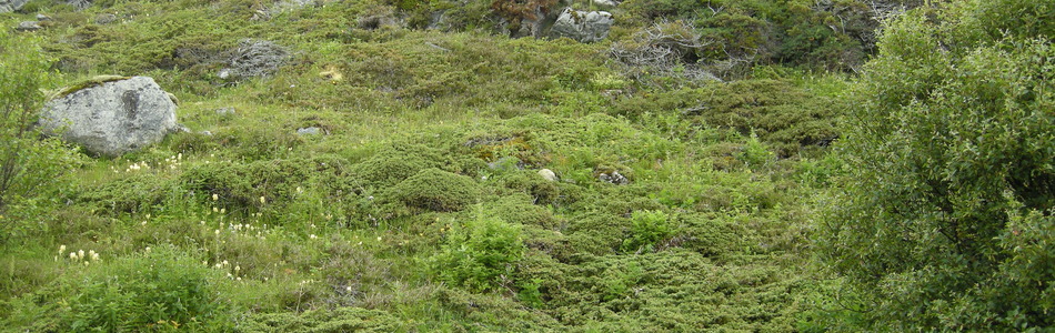Foto av sterkt kalkrike kystlyngheier