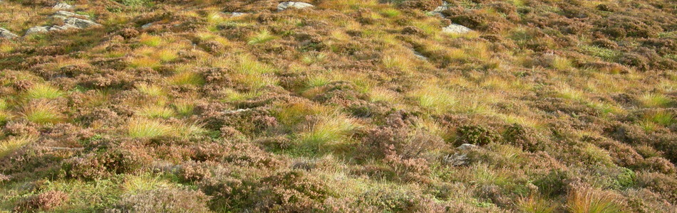 Foto av kystlynghei