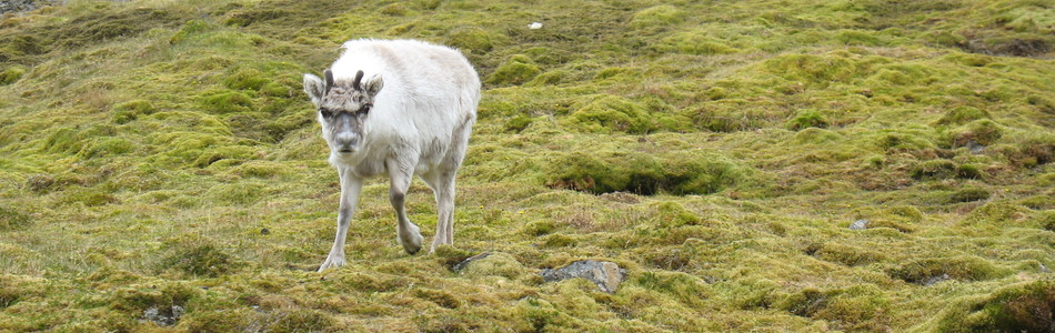 Foto av mosetundra