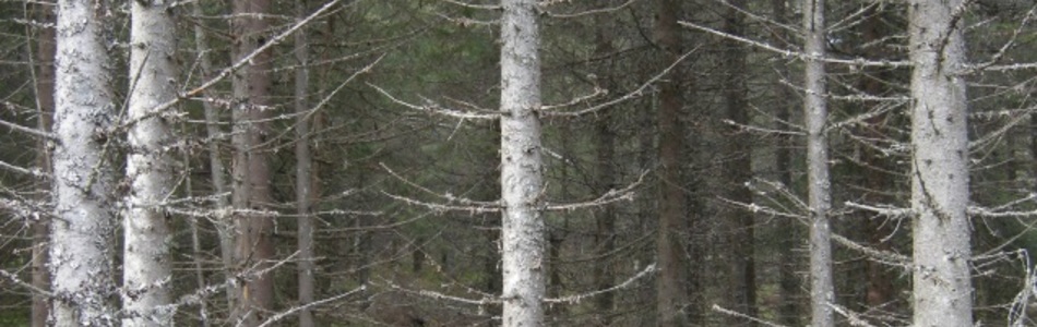 Foto av sterkt endret tidligere våtmark