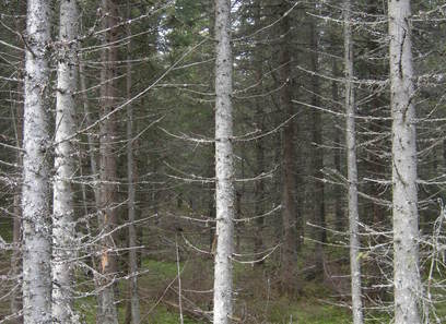 Foto av sterkt endret tidligere våtmark