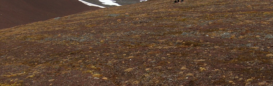 Foto av intermediær og svakt kalkrik polarørken