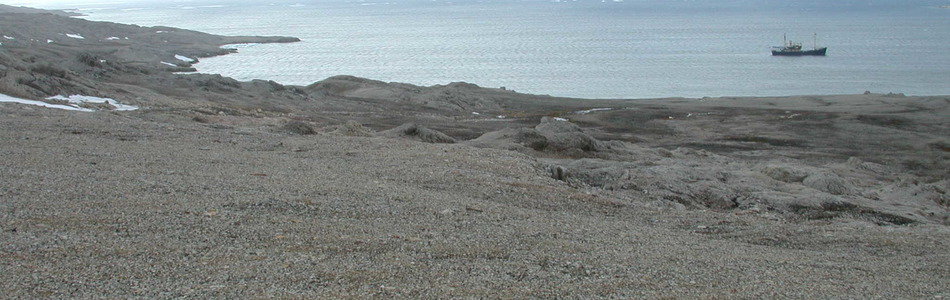 Foto av polarørken